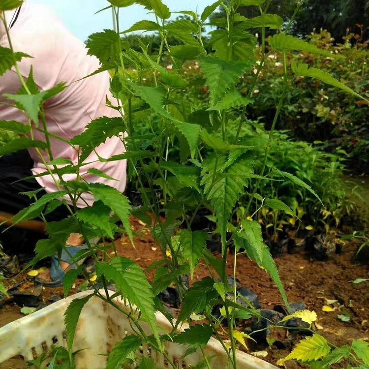 棣棠花批发价格 供应棣棠花 棣棠花基地直销