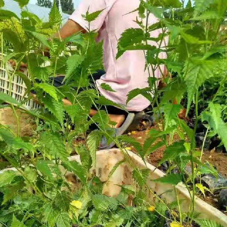 供应棣棠花 欣美园艺棣棠花批发价格 棣棠花基地