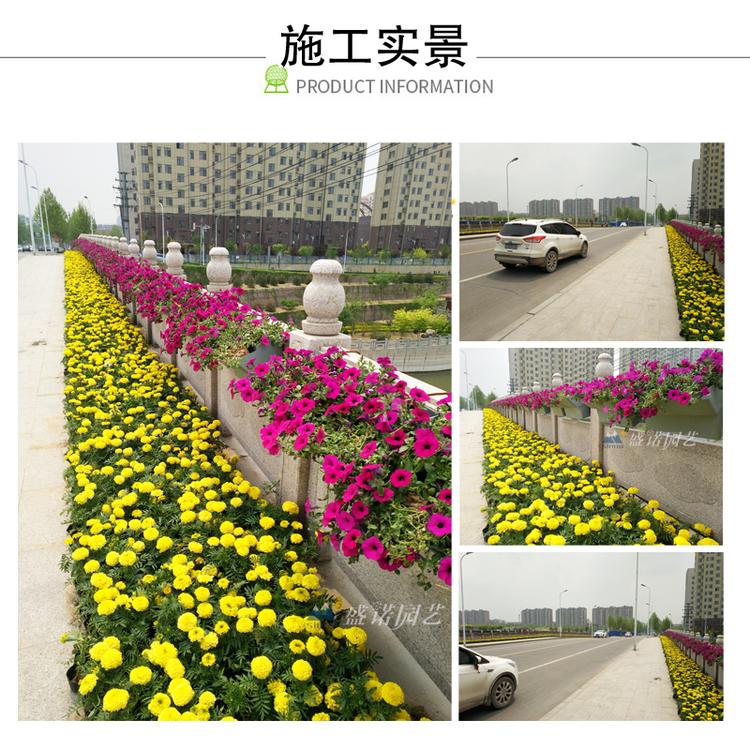 桥体绿化 马槽式花盆 桥梁护栏挂盆  塑料PP盆 促销价格
