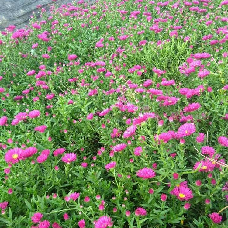 荷兰菊种植基地 荷兰菊价格 欣美园艺荷兰菊报价 荷兰菊
