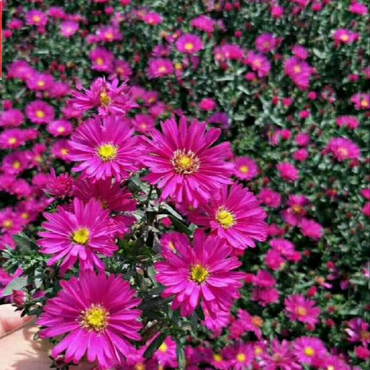 荷兰菊 荷兰菊价格 荷兰菊基地