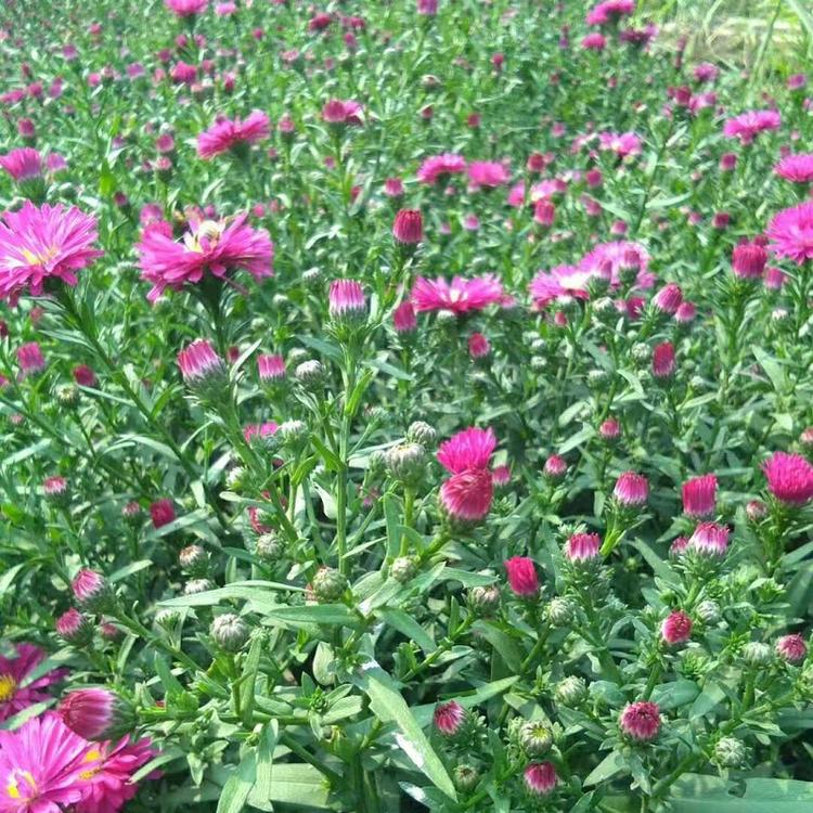 荷兰菊 荷兰菊批发 荷兰菊价格 荷兰菊种植基地