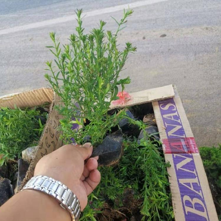 荷兰菊批发价格 供应荷兰菊 荷兰菊基地直销