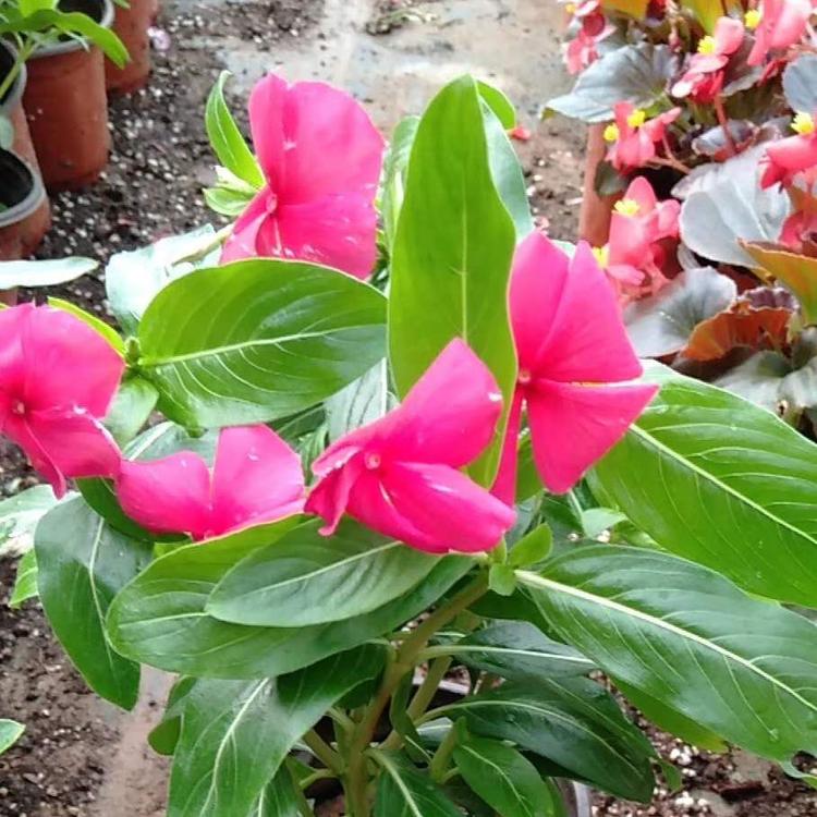 大盆长春花价格 长春花基地