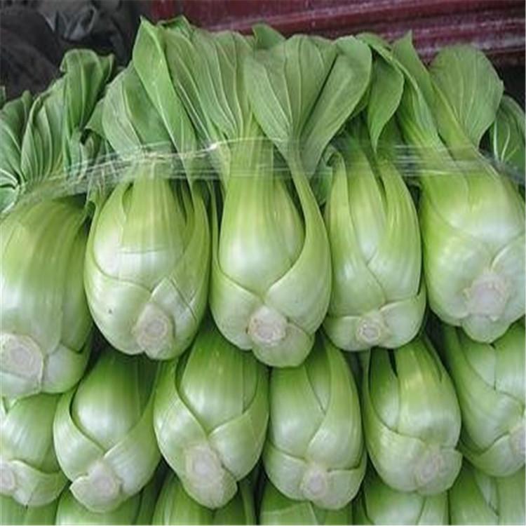 油菜心速冻流水线机器工厂化作业漂烫清洗冷却产量高蔬菜深加工设备价格