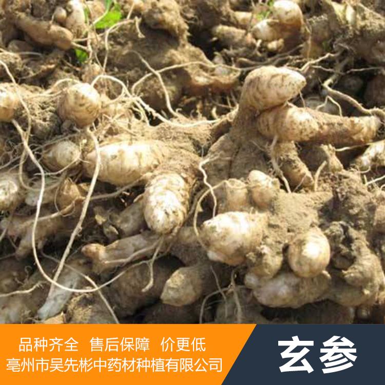 精品玄参种苗 玄参芽子 玄参苗