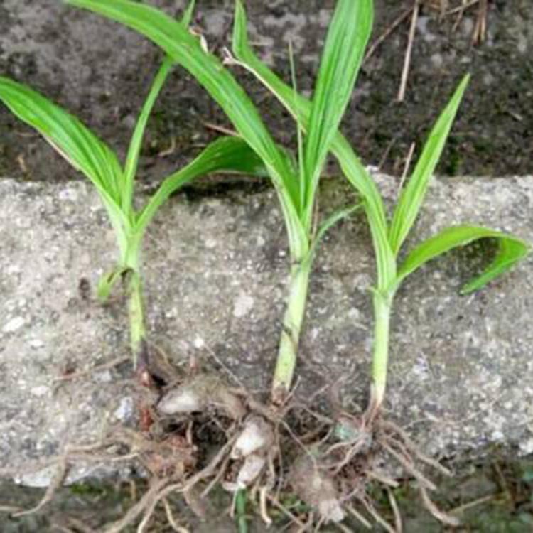 白芨苗图片 白芨种苗价钱