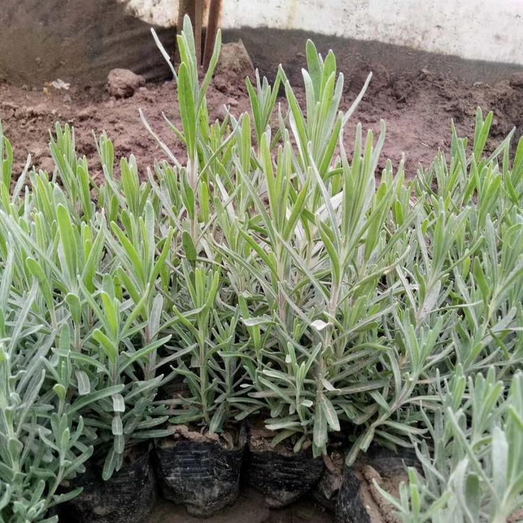 薰衣草培育基地 山东观赏草花供应商 腾骏