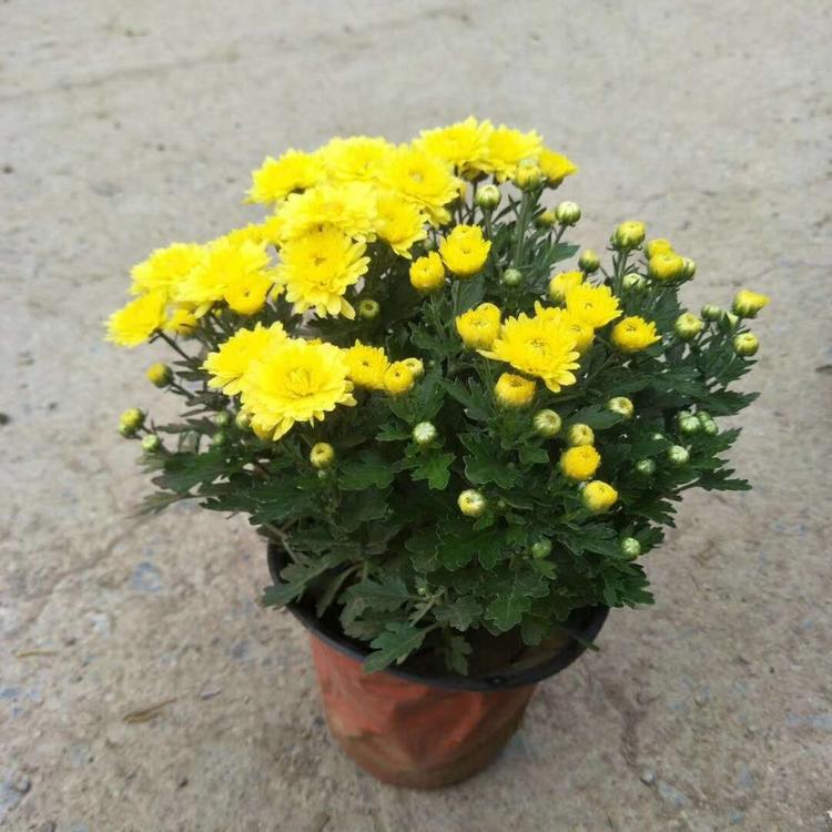 国庆菊基地 国庆菊价格 菊花造型