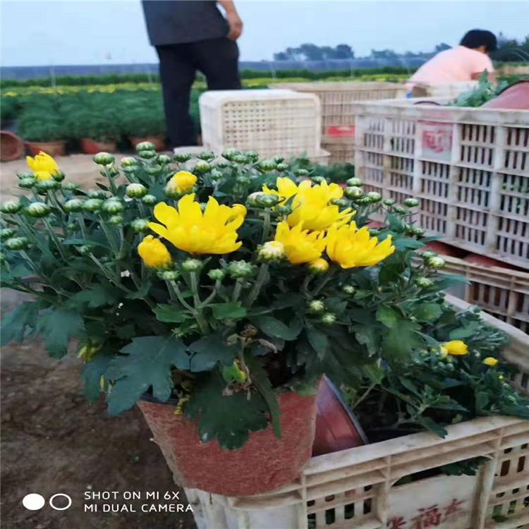 国庆菊价格 国庆菊小苗 十一用花国庆菊