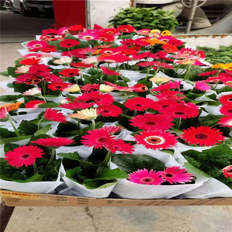 山东非洲菊价格非洲菊苗非洲菊种苗