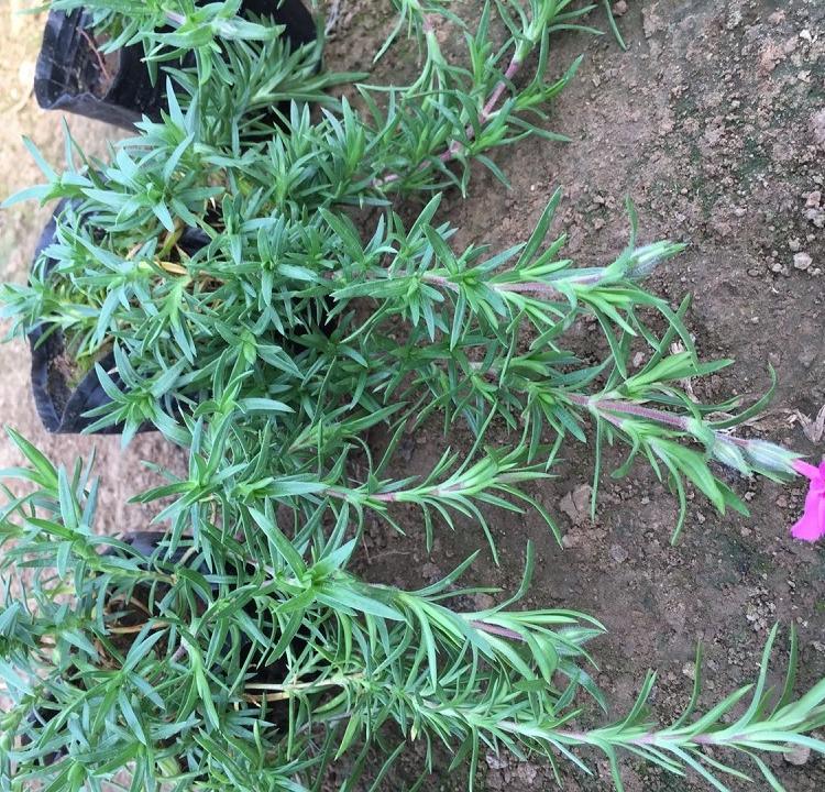 丛生福禄考_福禄考种植基地花海用丛生福禄考_福禄考