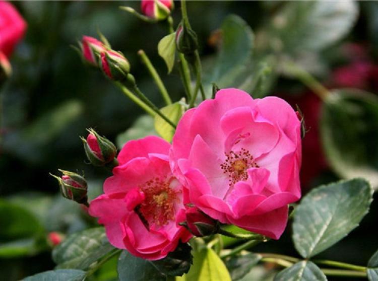 河北藤本月季种植基地 藤本月季种植基地