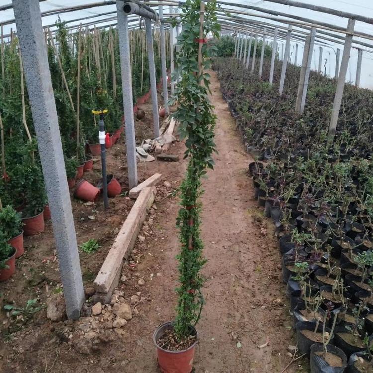 河南藤本月季种植基地 藤本月季种植基地