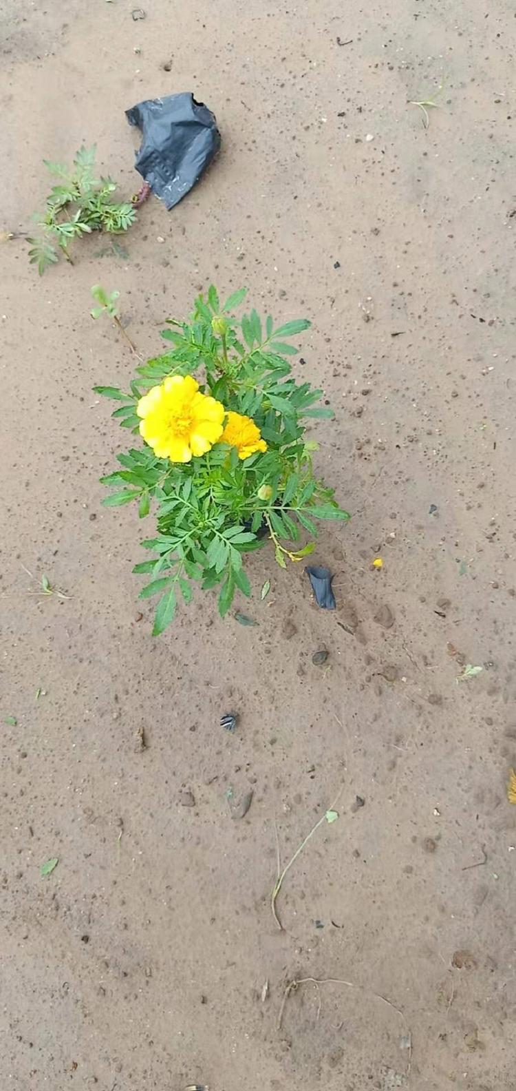 双色盆孔雀草种植基地常年种植双色盆孔雀草