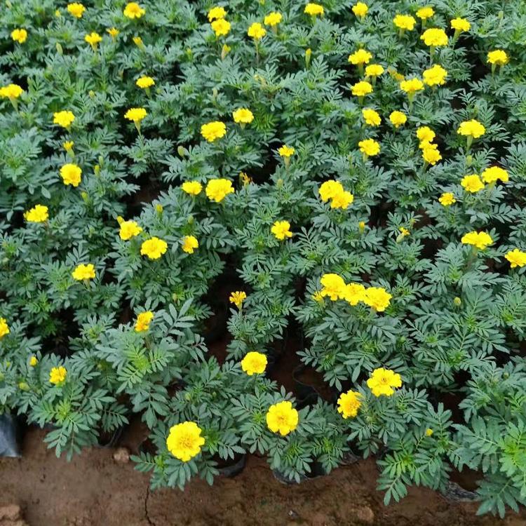 常年种植 孔雀草小苗 孔雀草小苗种植基地 孔雀草小苗供应商