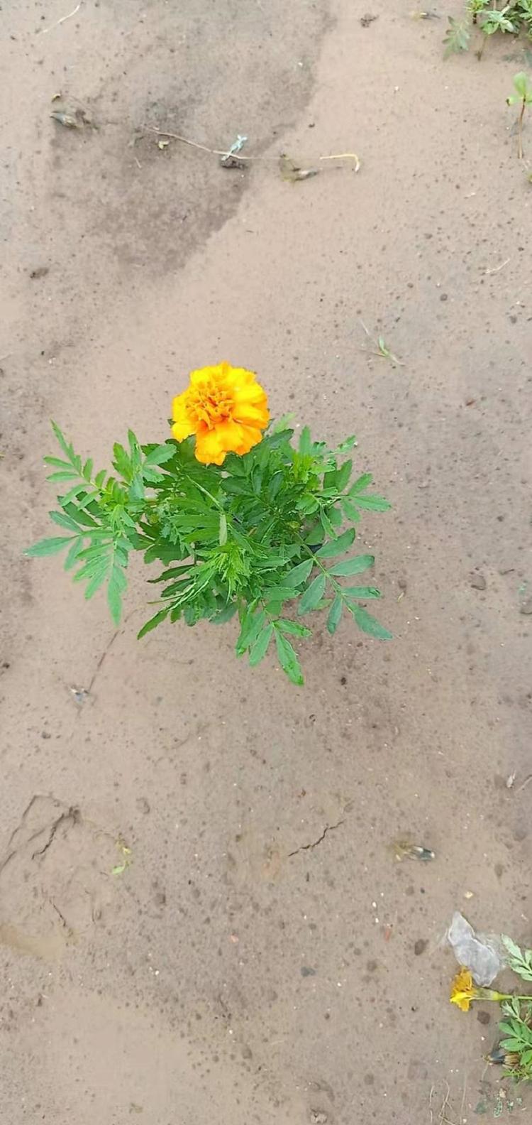 孔雀草种植基地 新品上市孔雀草批发价格