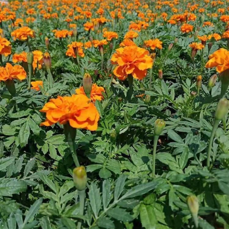 双色盆孔雀草价格 苗圃直供双色盆孔雀草基地