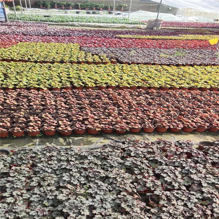 矾根价格  矾根种植基地  地被植物矾根批发采购