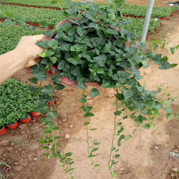 常春藤价格 常春藤种植基地 常春藤批发销售