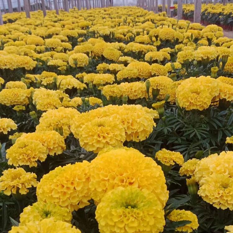 万寿菊基地 大盆万寿菊价格