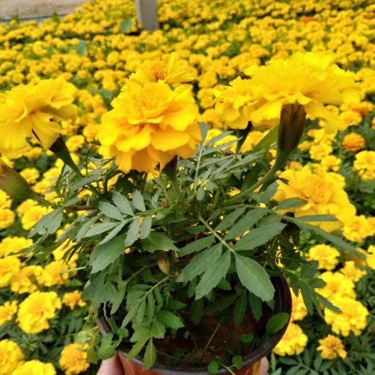 孔雀草基地 大盆孔雀草价格