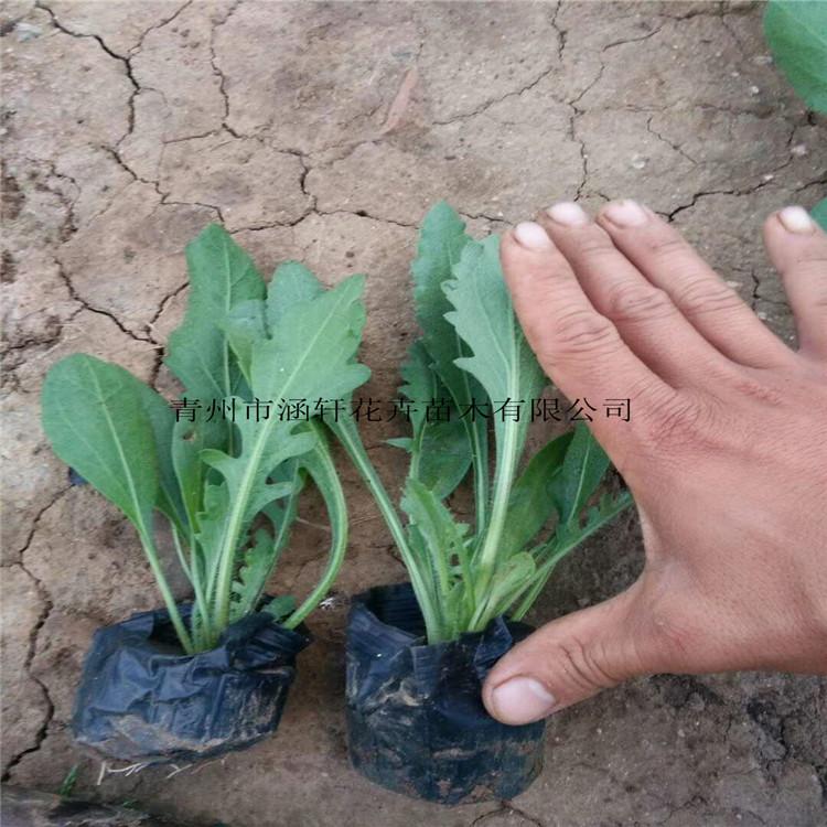 天人菊    天人菊小苗