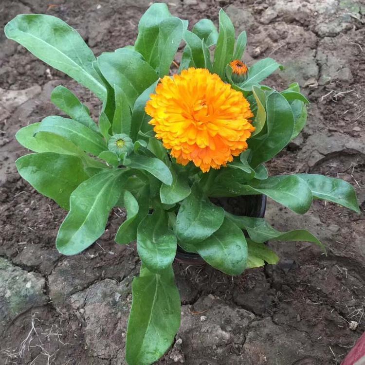 金盏菊供应商     金盏菊小苗