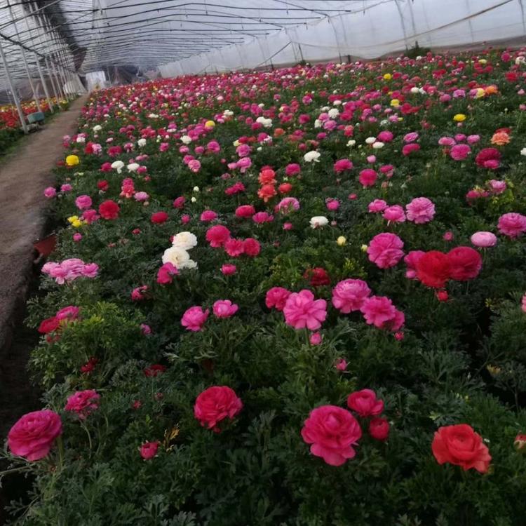 芹叶牡丹基地 芹叶牡丹价格