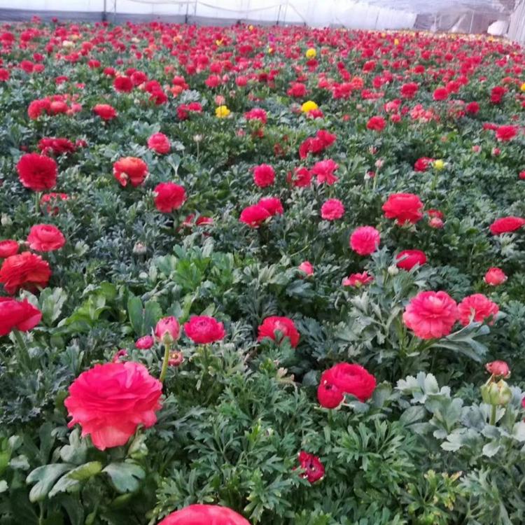 花毛茛基地 花毛茛价格