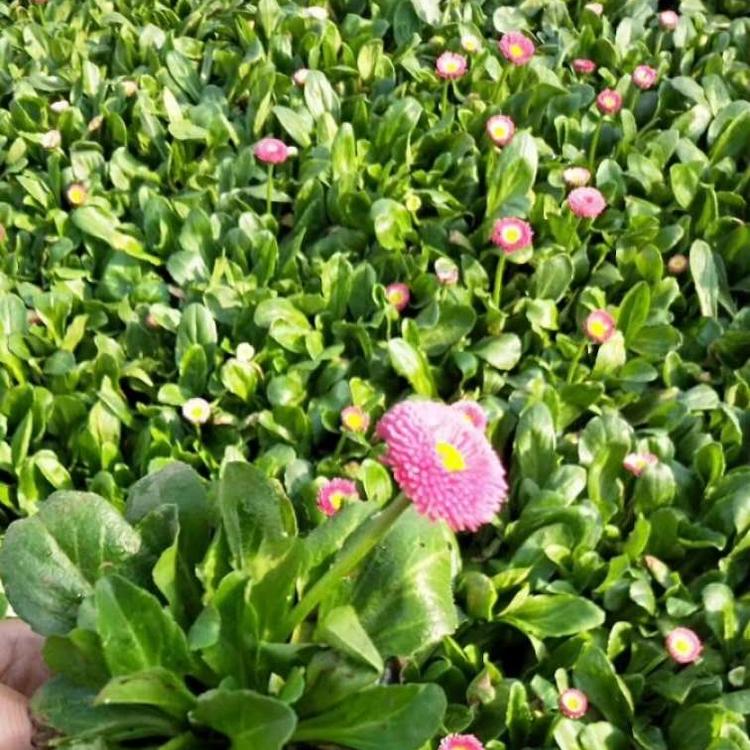 雏菊基地 雏菊价格