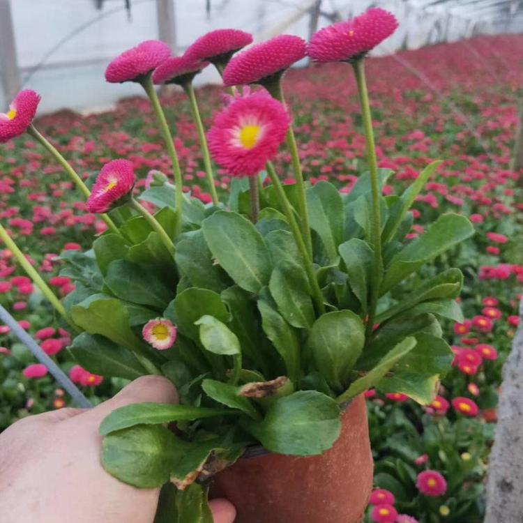 雏菊基地 双色盆雏菊价格