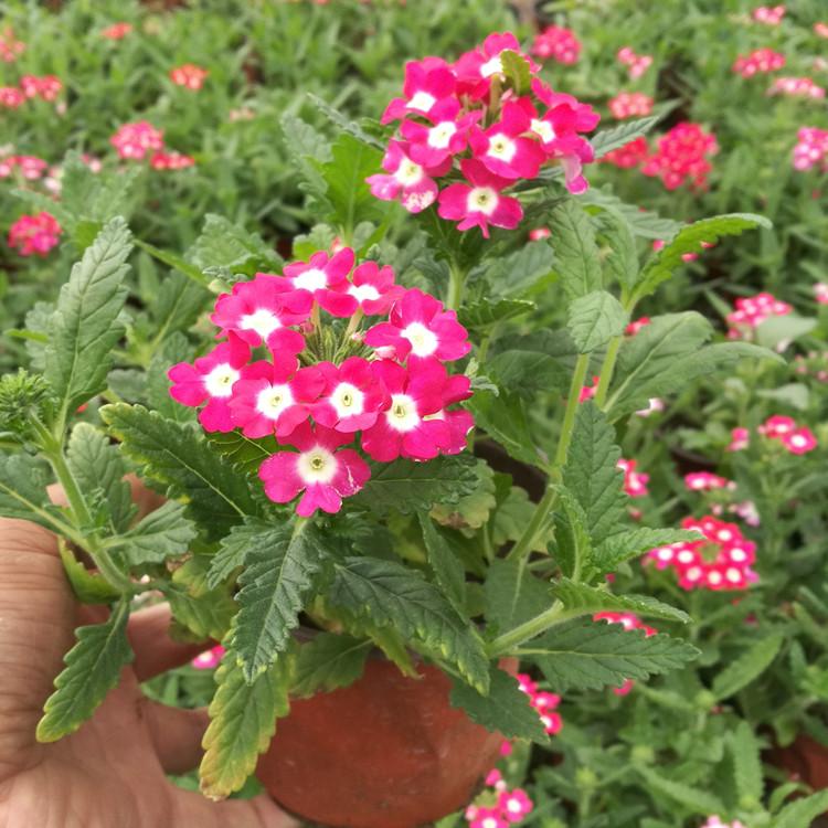 山东美女樱价格 美女樱种植基地 美女樱批发商