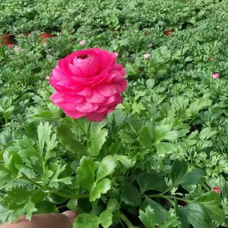 芹叶牡丹