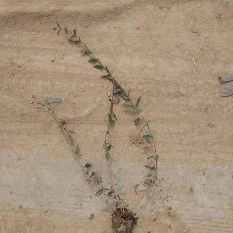 小叶扶芳藤基地 小叶扶芳藤价格