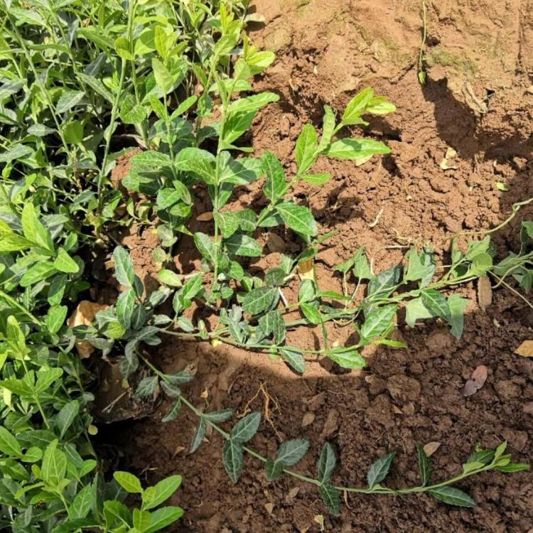 小叶扶芳藤 又名爬行卫矛