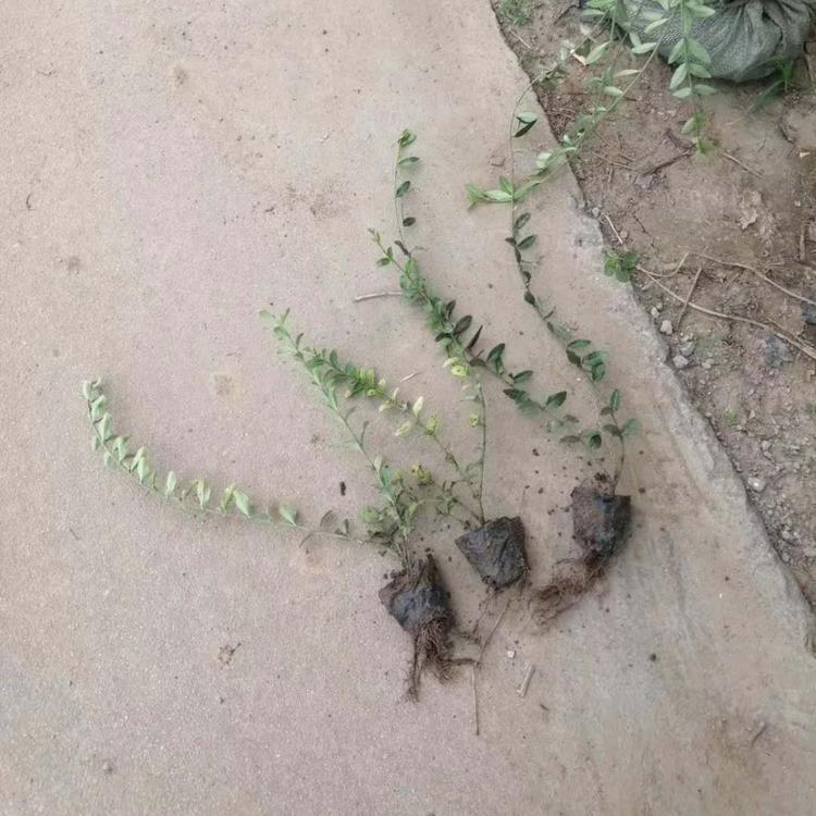 爬行卫矛 又名小叶扶芳藤