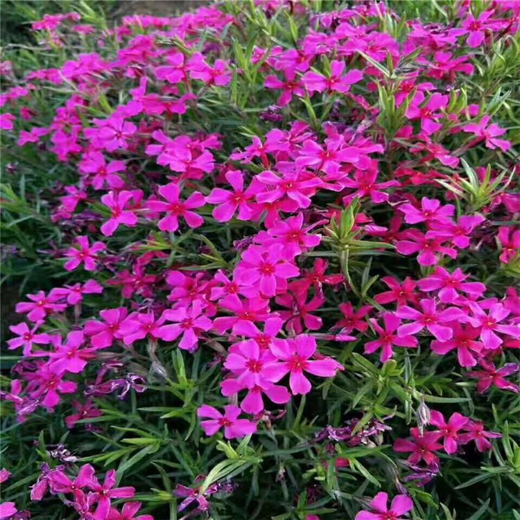 丛生福禄考  芝樱小苗