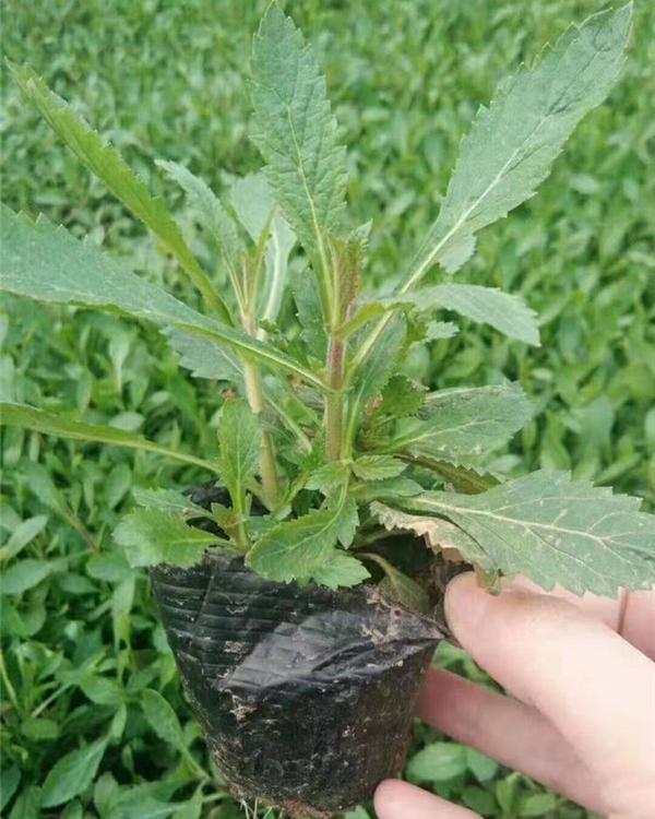 优质马鞭草常年出售