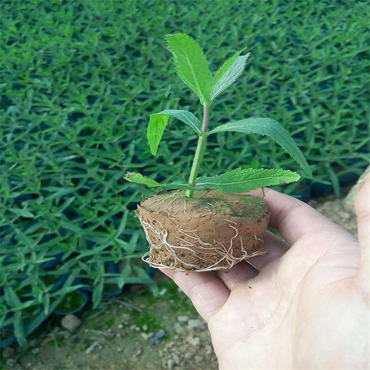 马鞭草批发价格