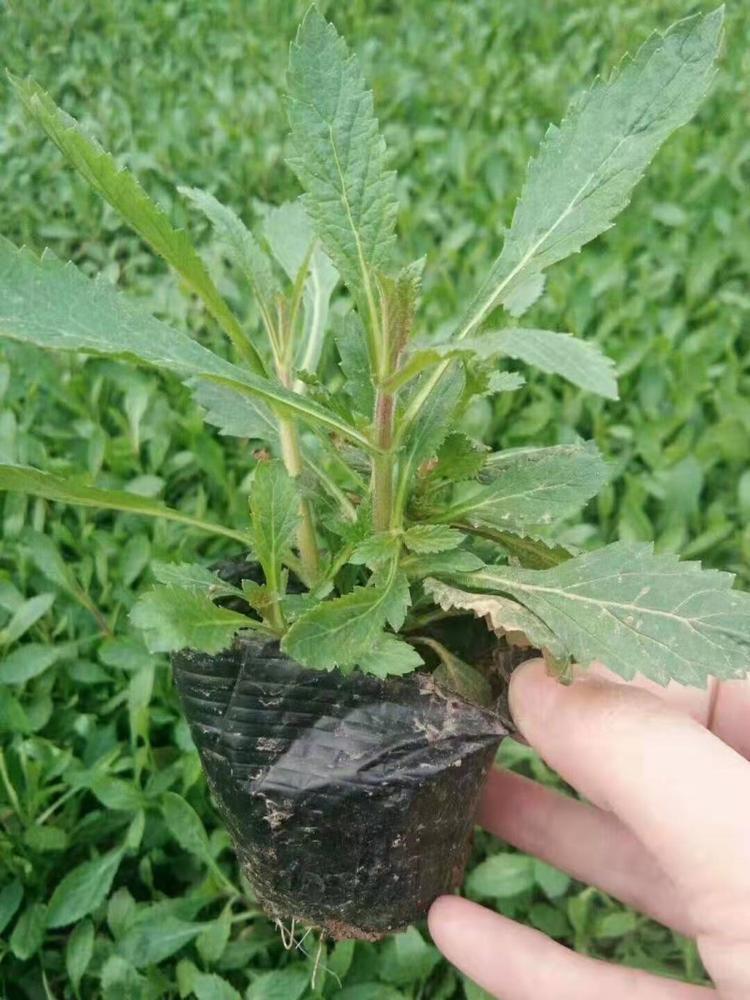 马鞭草花海观赏花卉