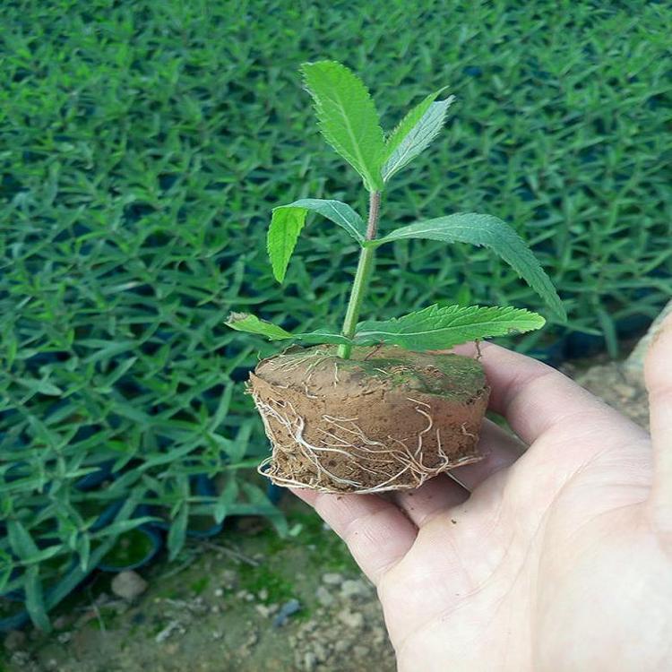 马鞭草花海批发价格