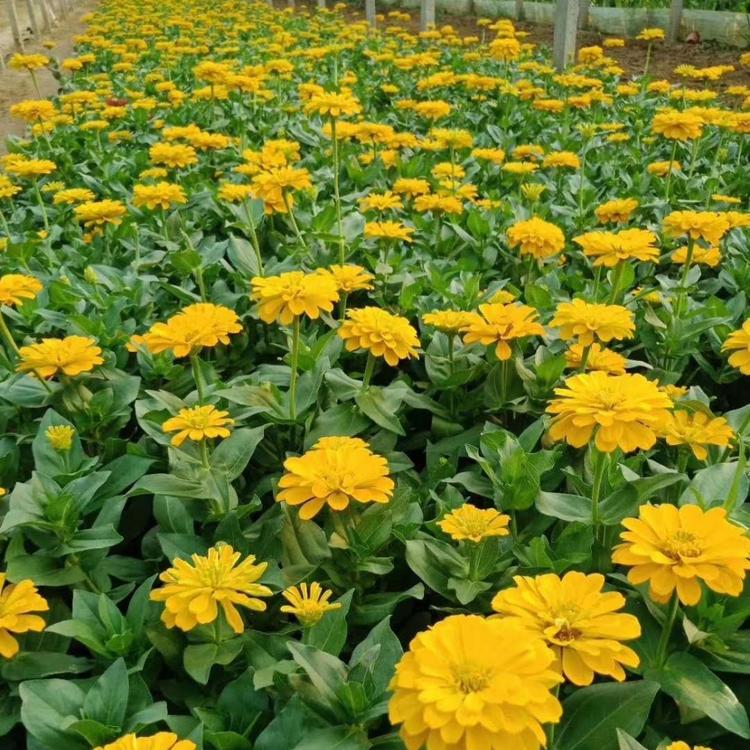 百日草基地 双色盆百日草价格