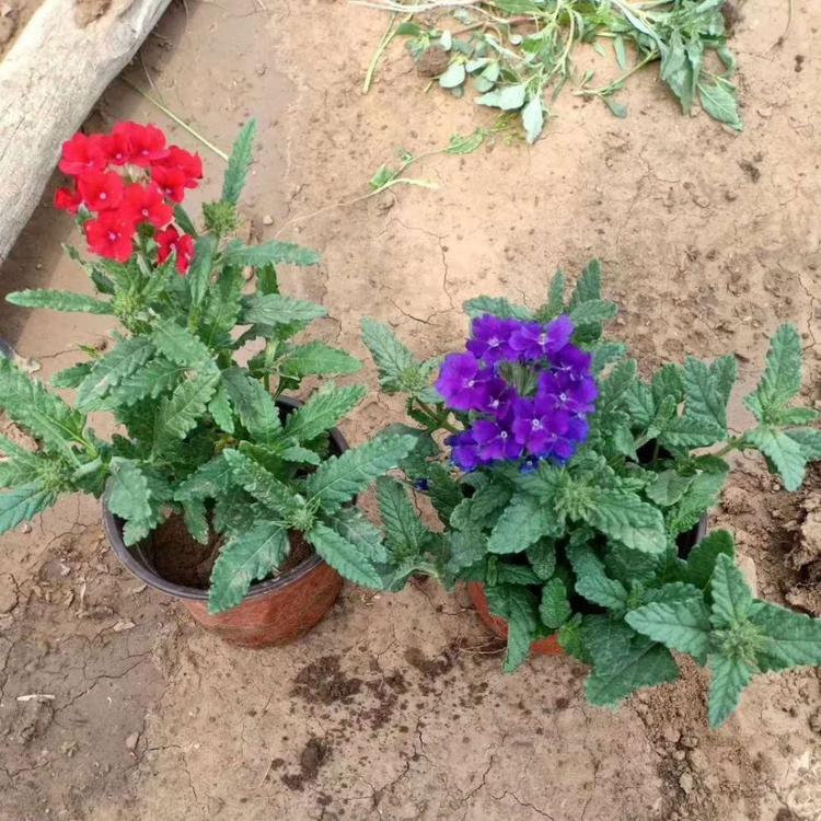 草花美女樱基地 双色盆草花美女樱价格