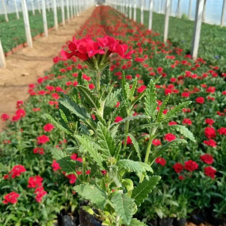 草花美女樱基地 草花美女樱价格