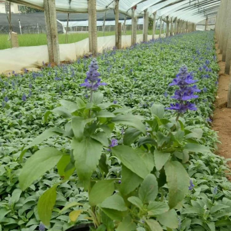 草花鼠尾草基地 草花鼠尾草价格