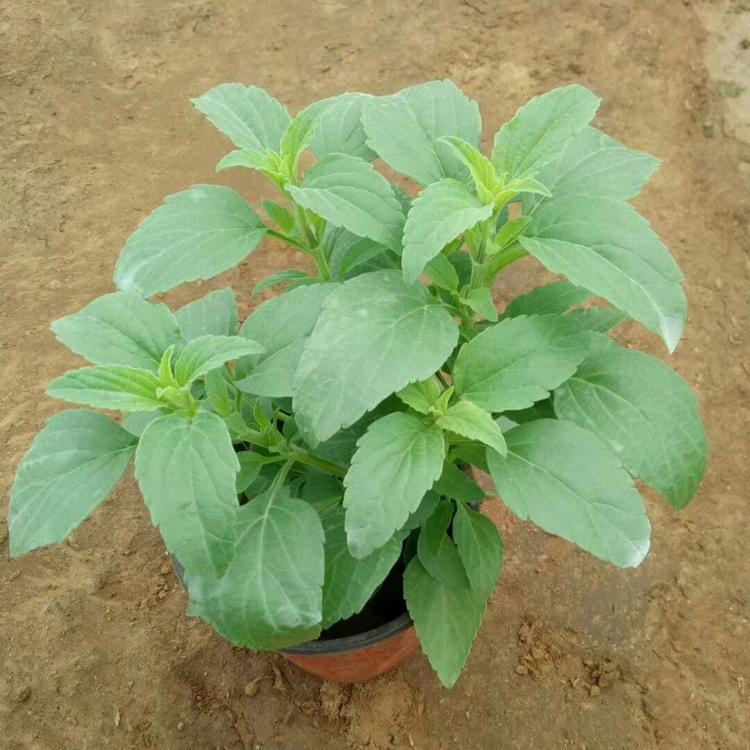 草花鼠尾草基地 双色盆草花鼠尾草基地