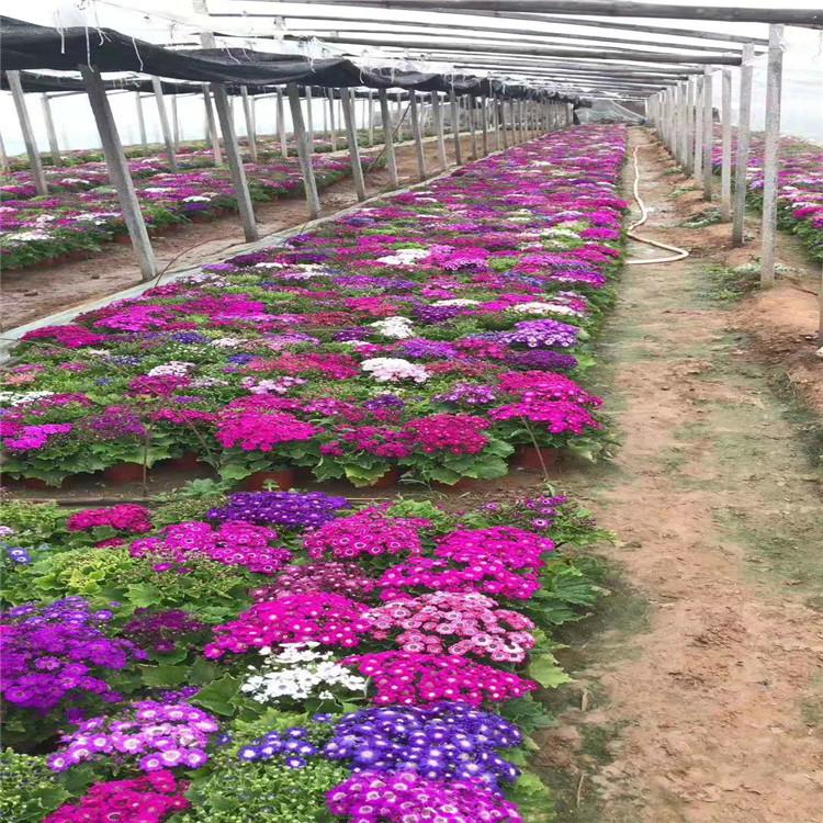 山东瓜叶菊基地 瓜叶菊价格  瓜叶菊批发销售