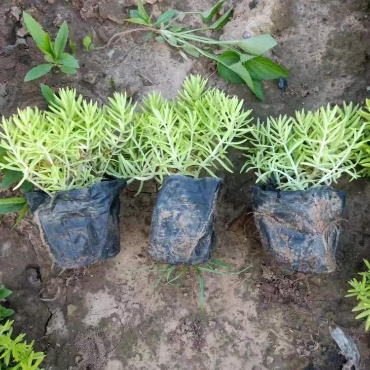 批发佛甲草小苗     佛甲草基地