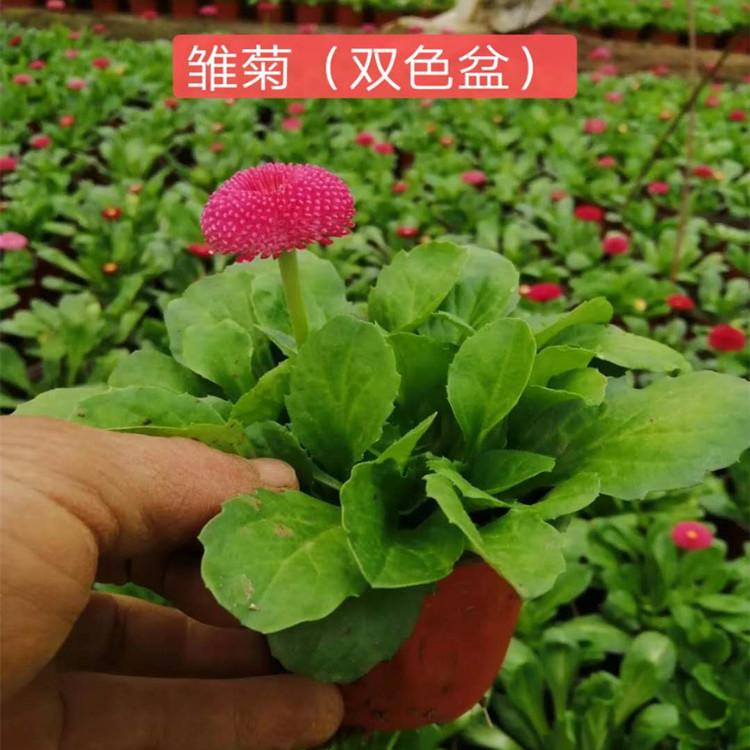 雏菊价格 工程组摆草花雏菊雏菊小苗种植基地